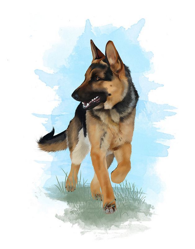 629x800 Pin By Olivia Dees On Art German Shepherd Painting - German Shepherd Painting