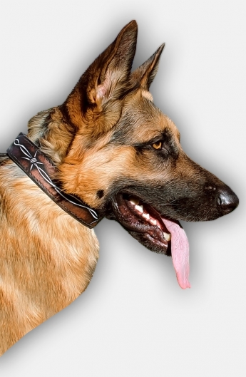 345x529 Buy German Shepherd Collarhandpainted Leather Dog Collars - German Shepherd Painting