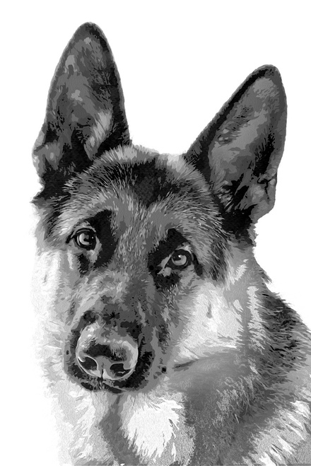 440x659 Dogs German Shepherd Painting Black White Poster - German Shepherd Painting