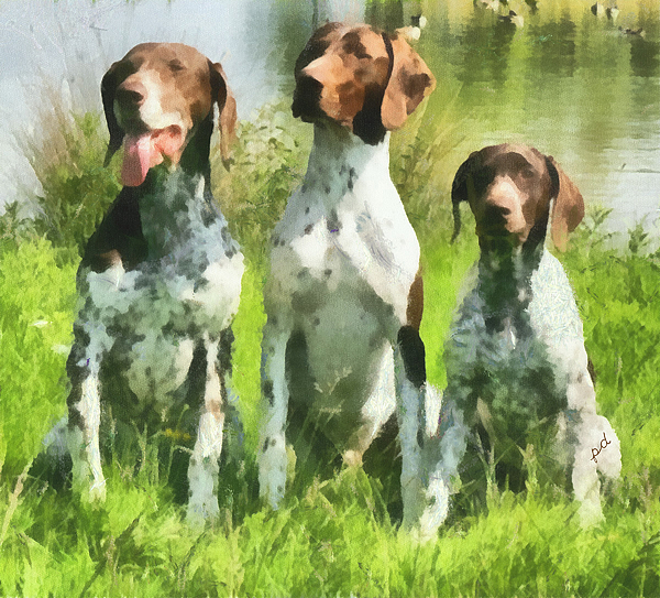 600x543 German Shorthaired Pointer Trio Painting By Patty Dunlap - German Shorthaired Pointer Painting