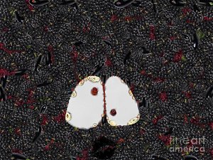 300x225 Ers Paintings - Get Er Done Painting