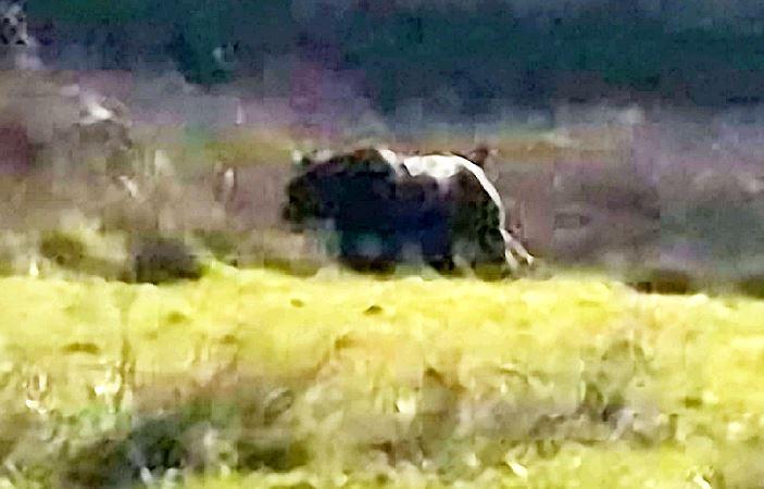 703x450 Exmoor Beast' Giant Cat The Size Of Labrador Dog With Two Foot - Giant Cat Painting