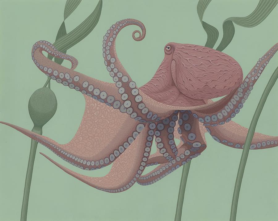 900x715 Pacific Giant Octopus Painting By Nathan Marcy - Giant Octopus Painting