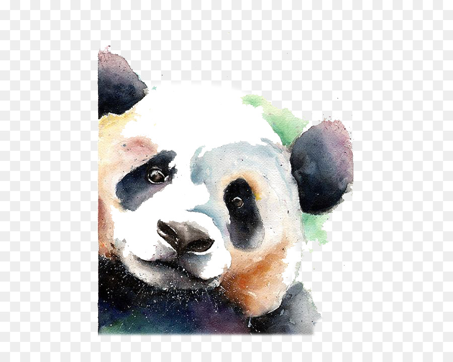 900x720 Giant Panda Bear Watercolor Painting Drawing - Giant Panda Painting