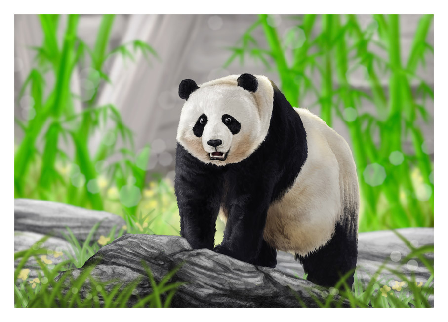 907x652 Illustrations Of Giant Panda's Growth Stages. Keeve Neo - Giant Panda Painting