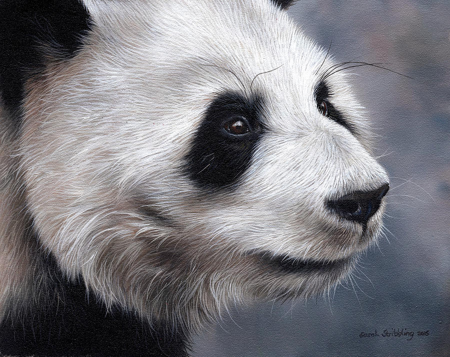 900x715 Giant Panda Painting By Sarah Stribbling - Giant Panda Painting