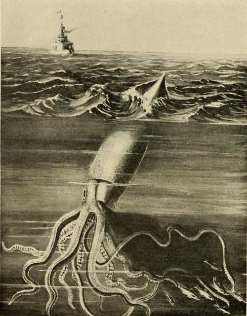 500x641 Giant Squid Of The Newfoundland Banks. From A Painting By Herbert - Giant Squid Painting