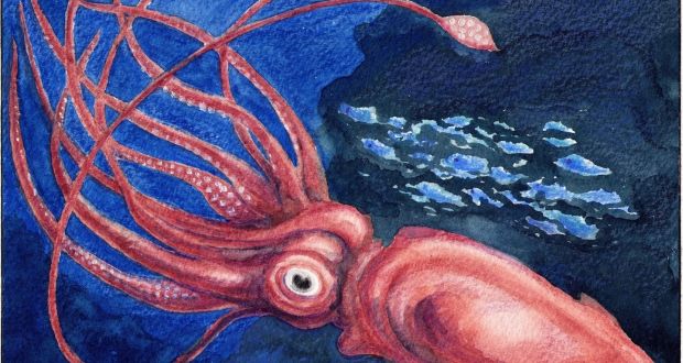 620x330 The Humble Squid's Extraordinary Service To Neuroscience - Giant Squid Painting