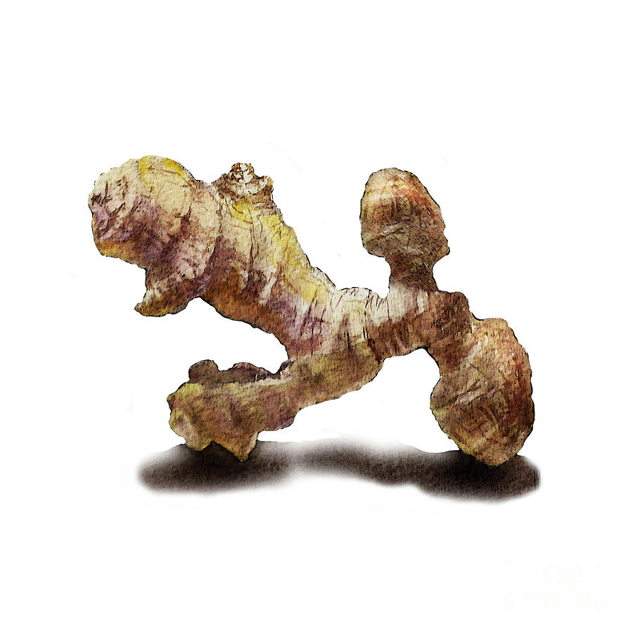 900x900 Ginger Painting By Irina Sztukowski - Ginger Painting