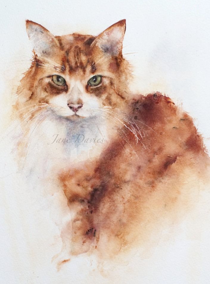 705x955 Ginger And White Cat Watercolour Painting Watercolor - Ginger Painting