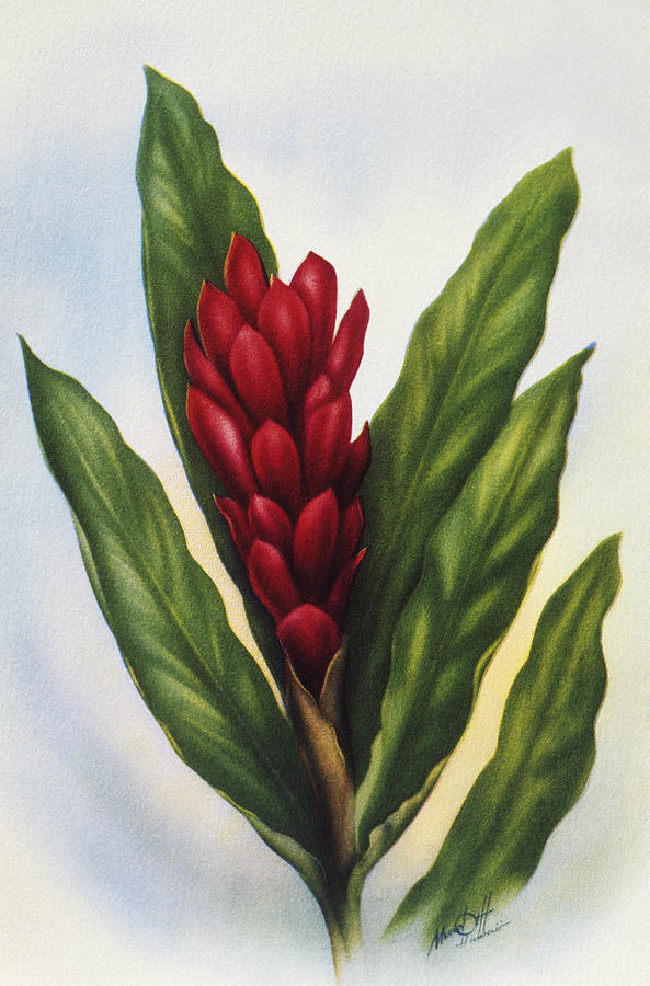 593x900 Red Ginger Painting By Hawaiian Legacy Archive - Ginger Painting