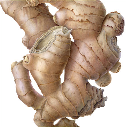 445x445 Susannah Blaxill - Ginger Painting