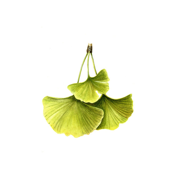 570x570 Ginkgo Leaf Watercolor Painting - Ginkgo Leaf Painting
