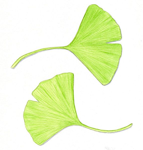 570x595 Original Leaves Painting Ginkgo Leaves By Abfoleyartworks On Etsy - Ginkgo Leaf Painting