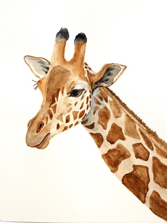 570x763 Giraffe Original Watercolor Painting Giraffe Painting Animals - Giraffe Head Painting