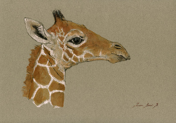 600x419 Giraffe Head Study Art Print By Juan Bosco - Giraffe Head Painting