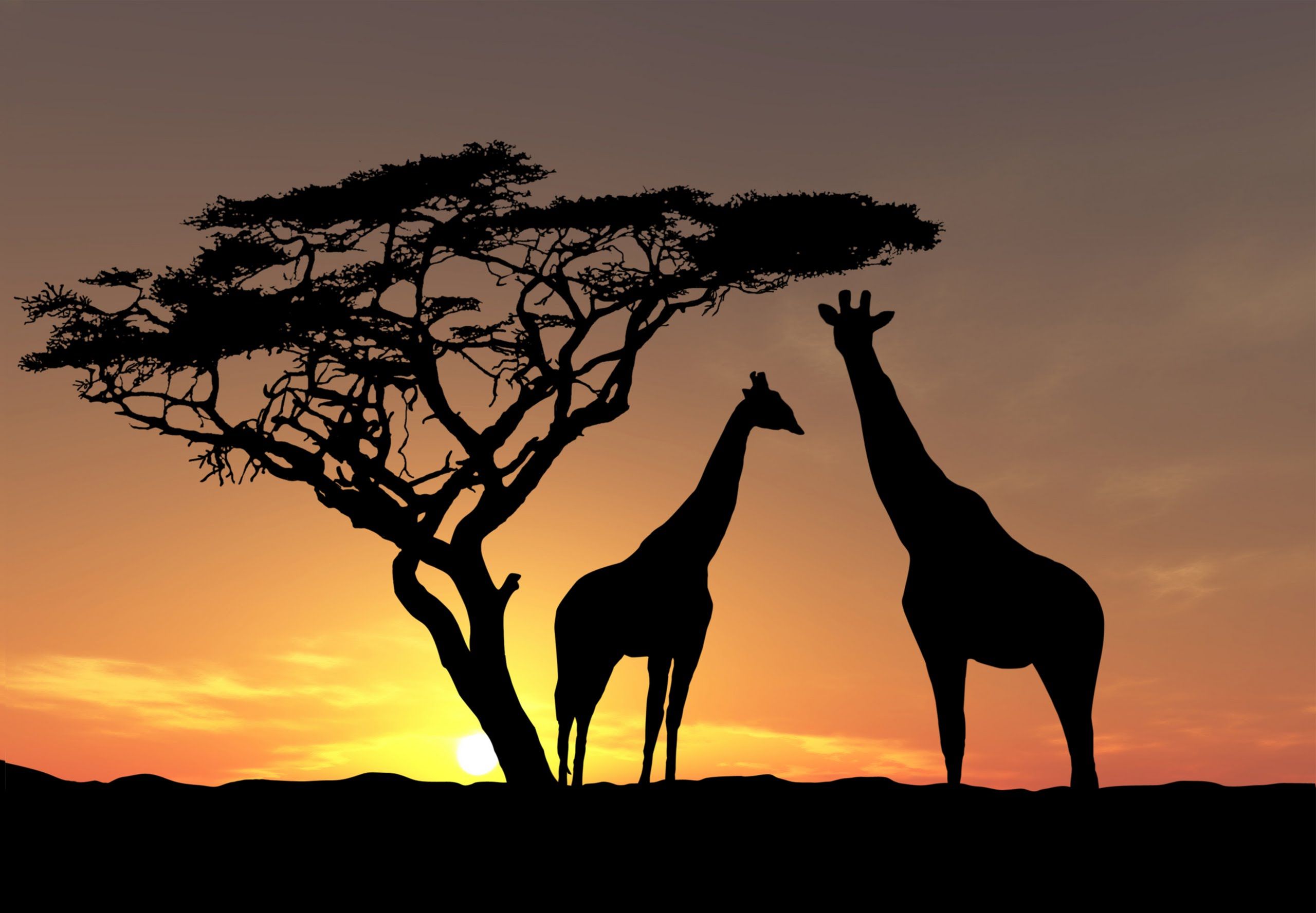 2560x1777 Vve Spring Concert 2016 Mangwani Mpulele - Giraffe Silhouette Painting