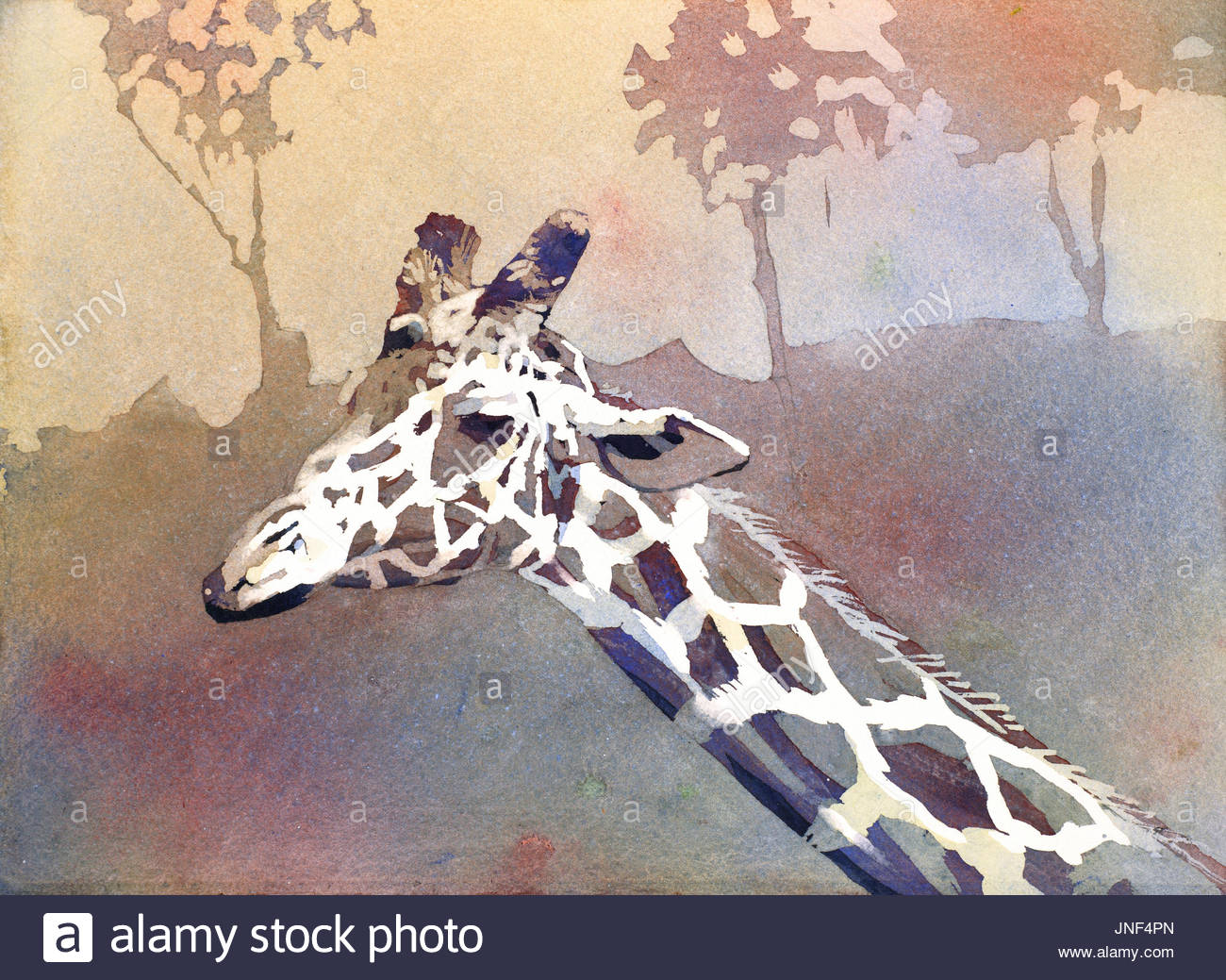 1300x1039 Fine Art Watercolor Painting Of Giraffe - Giraffe Watercolor Painting