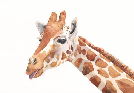 570x396 Giraffe Painting G039 Giraffe Watercolor Painting Print - Giraffe Watercolor Painting