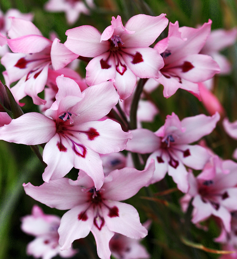779x850 Gladiolus Carneus Painted Lady - Gladiolus Flower Painting