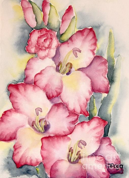 508x700 Gladiolus In Pink, Watercolor Painting Tattoos - Gladiolus Flower Painting