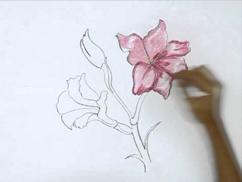 480x360 How To Draw A Gladiolus - Gladiolus Flower Painting