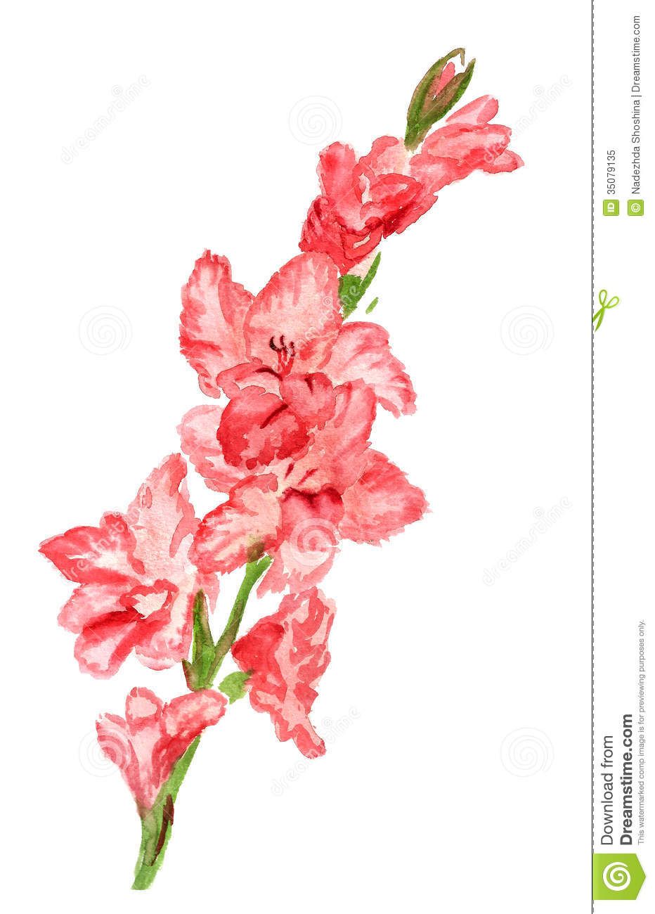 932x1300 Watercolor Painting Of Gladiola Watercolor Image Of Pink - Gladiolus Flower Painting