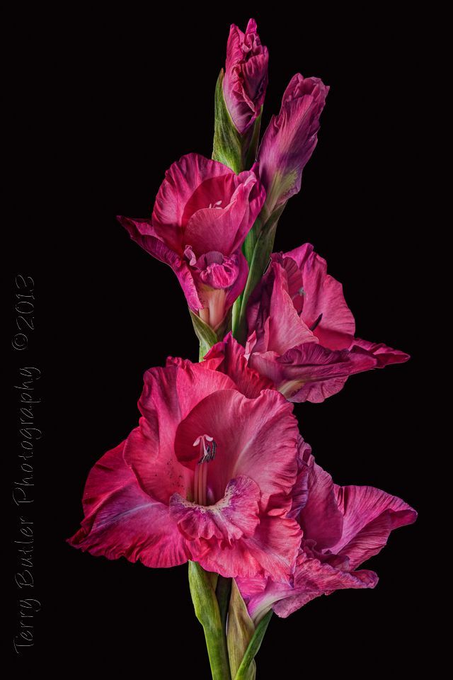 640x960 Flowers Paintings Of Gladiolus - Gladiolus Flower Painting