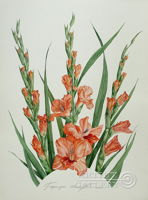 518x700 Watercolor, Botanical Art, Botanical Painting, Watercolor Flowers - Gladiolus Flower Painting