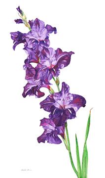 213x360 Watercolor Painting Of Gladiolus Mariko Irie Fine Art Purple - Gladiolus Flower Painting