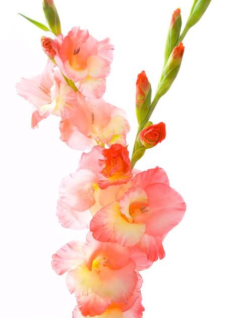 460x630 Gladeolas Tattoo Ideas Gladioli, Flowers - Gladiolus Flower Painting