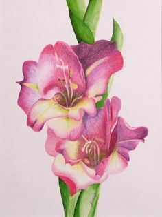 236x315 Gladiolus Flower Clip Art Explore New Start - Gladiolus Flower Painting
