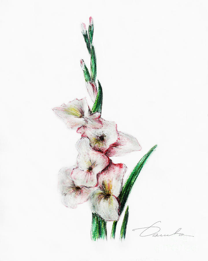 720x900 Gladiolus Painting By Danuta Bennett - Gladiolus Painting