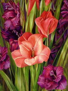 236x314 Gladiolus Painted In Oil - Gladiolus Painting