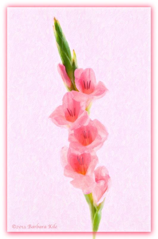 531x800 Painted Glad - Gladiolus Painting