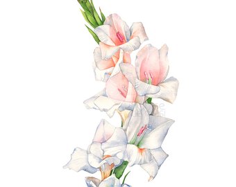 340x270 Painting Gladiolus Etsy - Gladiolus Painting