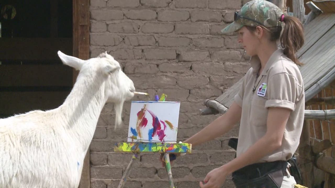 1280x720 Painting Goat Makes Debut In Albuquerque - Goat Painting