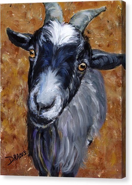 444x622 Pygmy Goat Looking Up Painting By Dottie Dracos - Goat Painting On Canvas