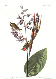 213x300 Golden Crest Paintings Fine Art America - Golden Crest Painting