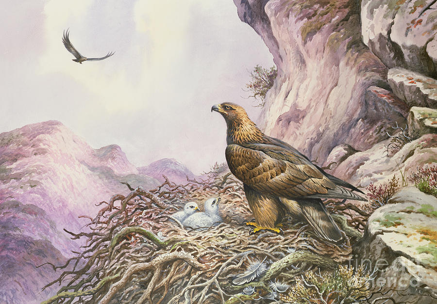 900x627 Golden Eagles At Their Eyrie Painting By Carl Donner - Golden Eagle Painting