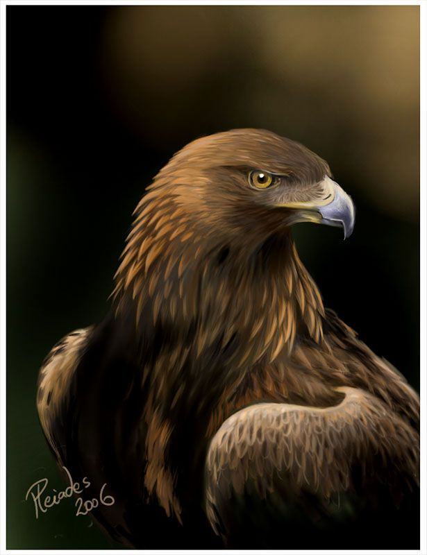 615x800 Eagle Painting In Sunstream Golden Eagle Wallpaper. Images - Golden Eagle Painting