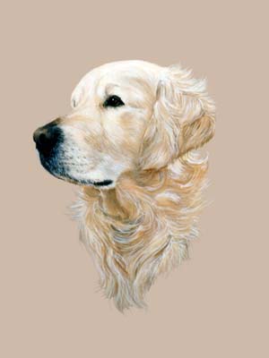 300x400 Dog Portraits Golden Retriever Painting Of Barney By Isabel Clark - Golden Retriever Oil Painting