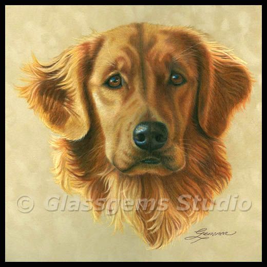 520x520 Colored Pencil Painting - Golden Retriever Painting