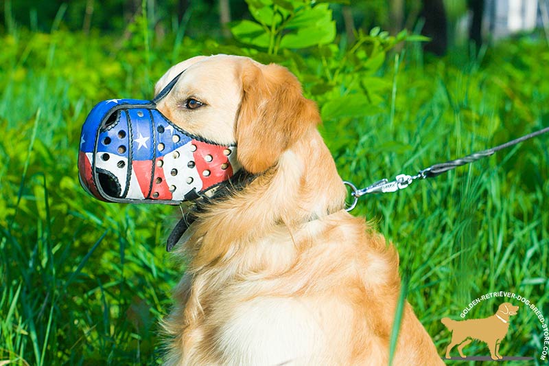 800x533 Designer Leather Golden Retriever Muzzle With American Flag - Golden Retriever Painting