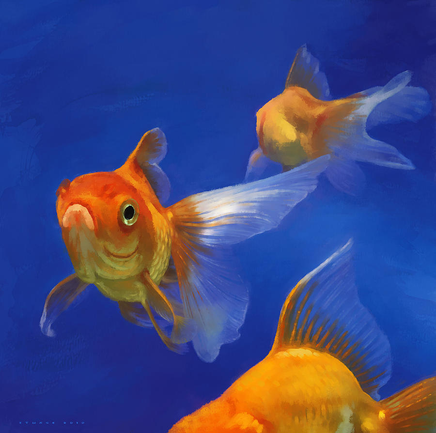 900x894 Goldfish Paintings Fine Art America - Goldfish Oil Painting