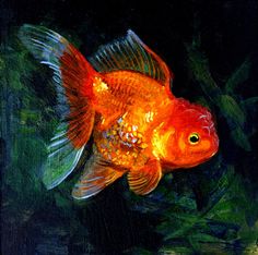 236x234 Pin By On Fish, Koi - Goldfish Oil Painting