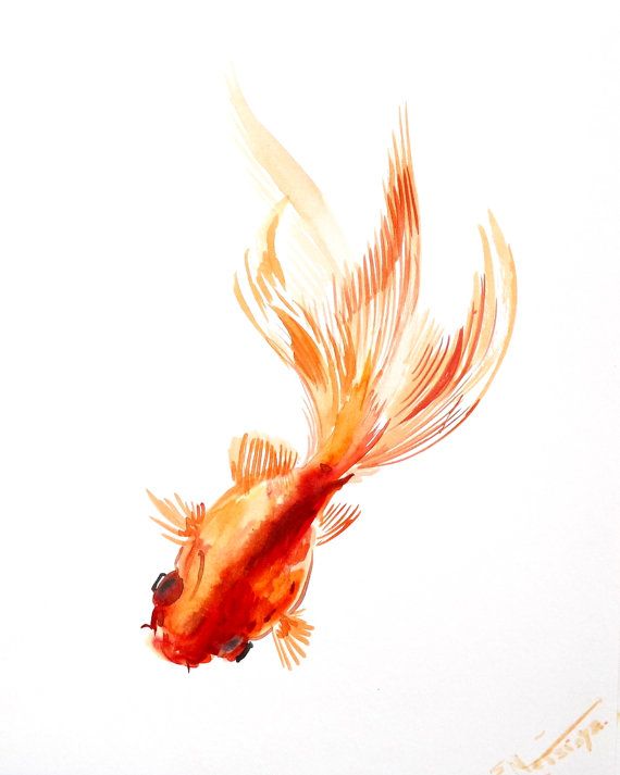 570x713 Goldfish, Original Asian Style Watercolor Painting, 10 X 8 - Goldfish Painting