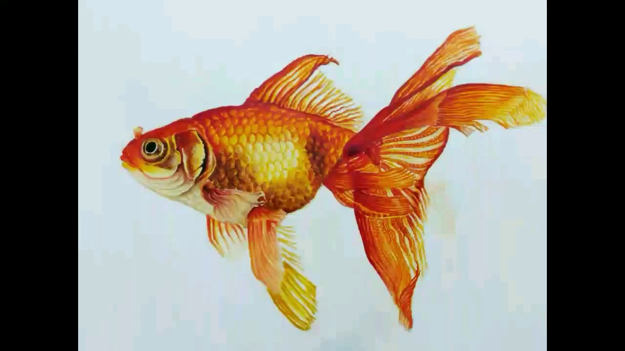 1280x720 Goldfish - Goldfish Painting