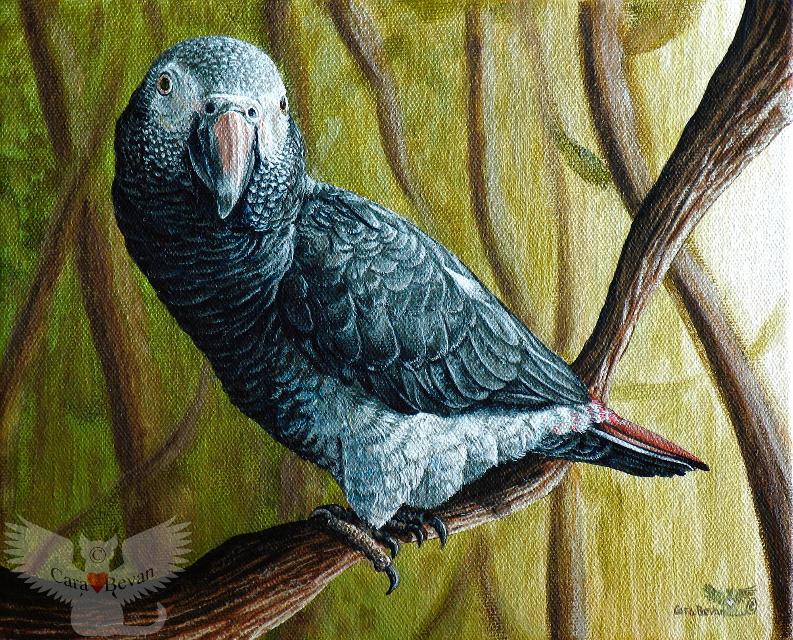 793x640 African Grey Gonzo By Cara Bevan, Art From The Heart - Gonzo Painting