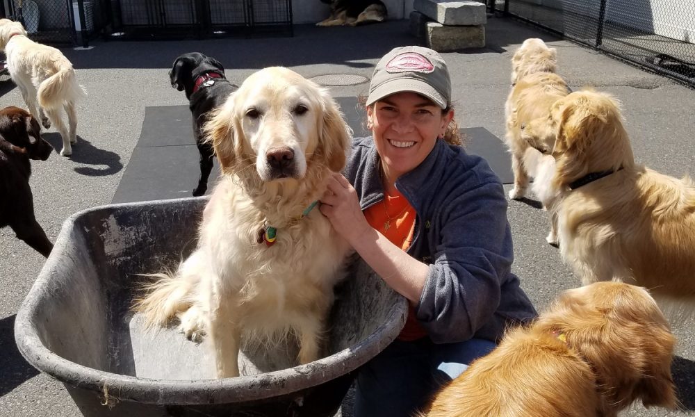 1000x600 Meet Anna Strasnick Of Goodfellas Doggy Daycare In Saugus - Goodfellas Dog Painting Quote